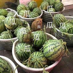 吃瓜娱乐头像高清